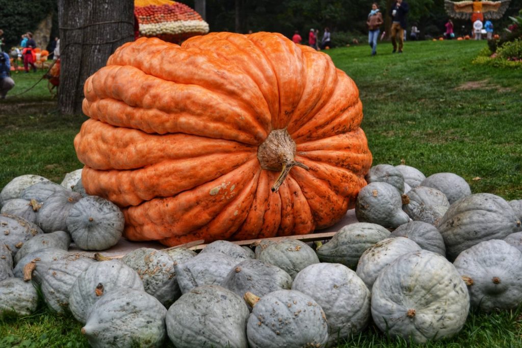 Your Complete Guide To Ludwigsburg Pumpkin Festival 2023