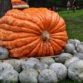 is the biggest pumpkin in the world at Ludwigsburg?