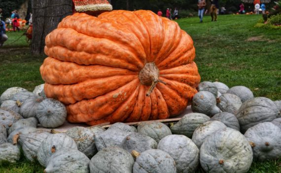 is the biggest pumpkin in the world at Ludwigsburg?