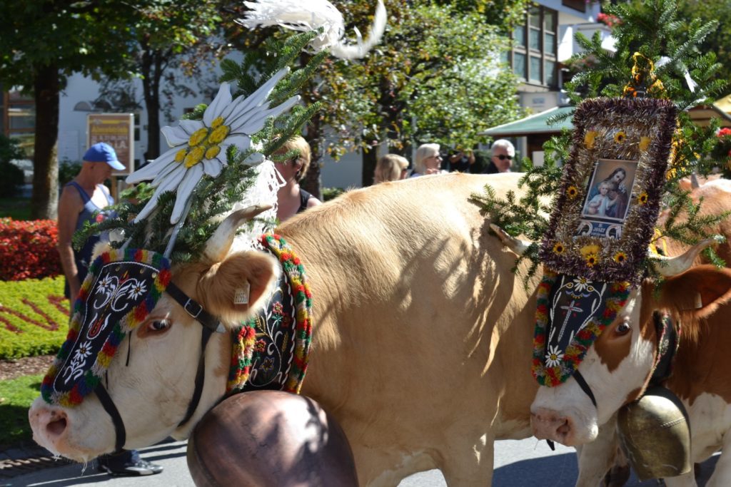 Almabtrieb in Germany