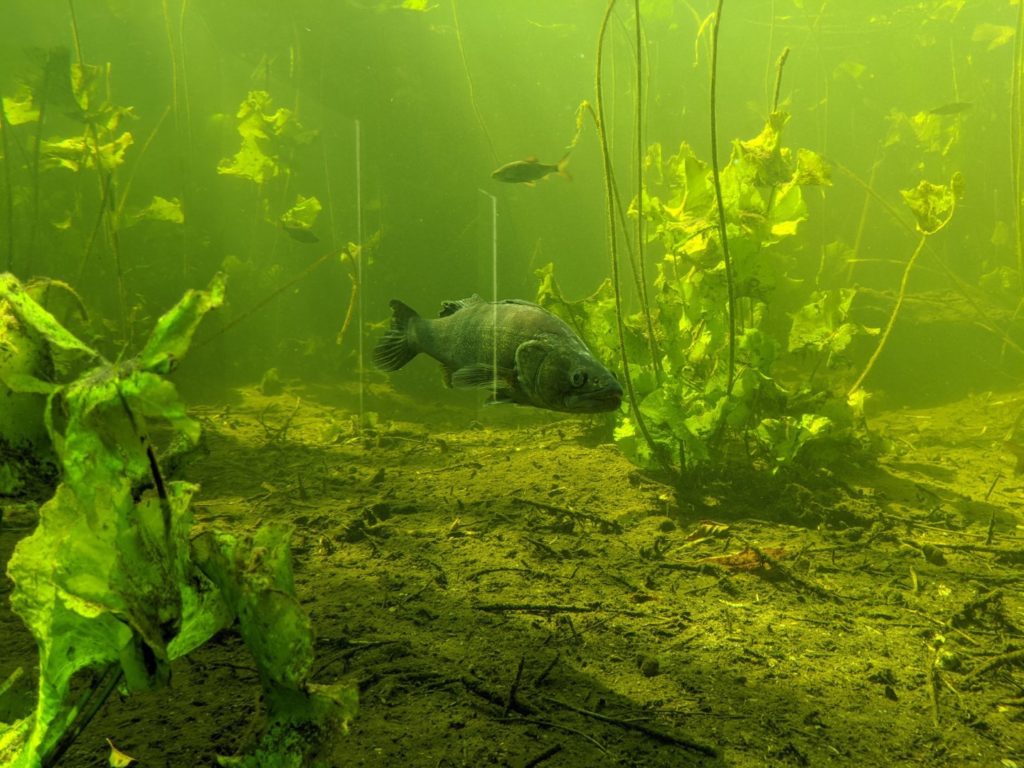 Wildgarten Fish Aquarium