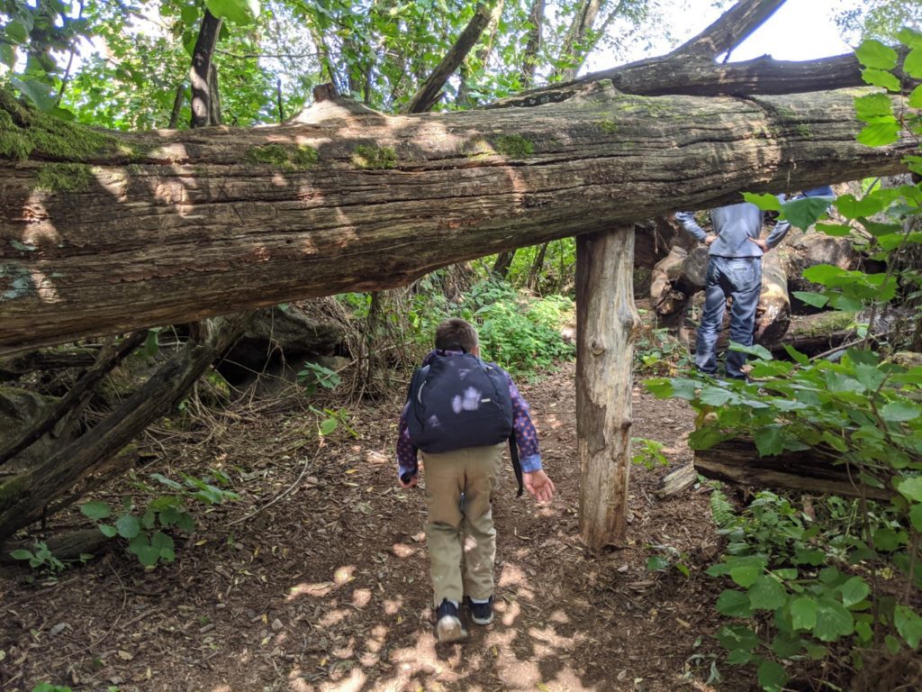 Hiking Bavaria Forest