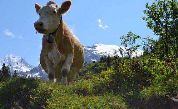 Getting To Grindelwald Switzerland