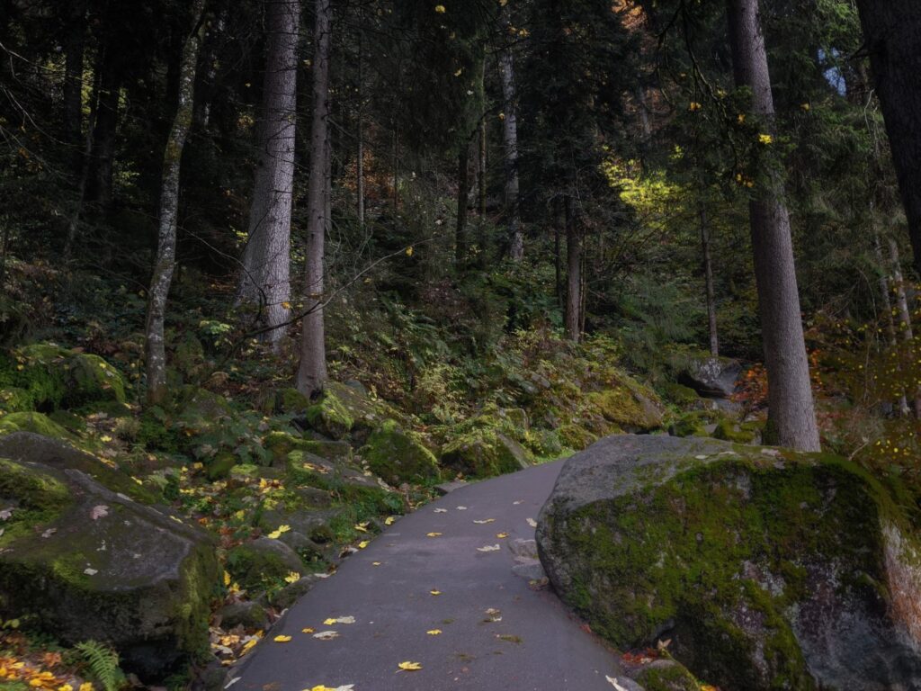 4 Options For the Perfect Black Forest Road Trip Itinerary