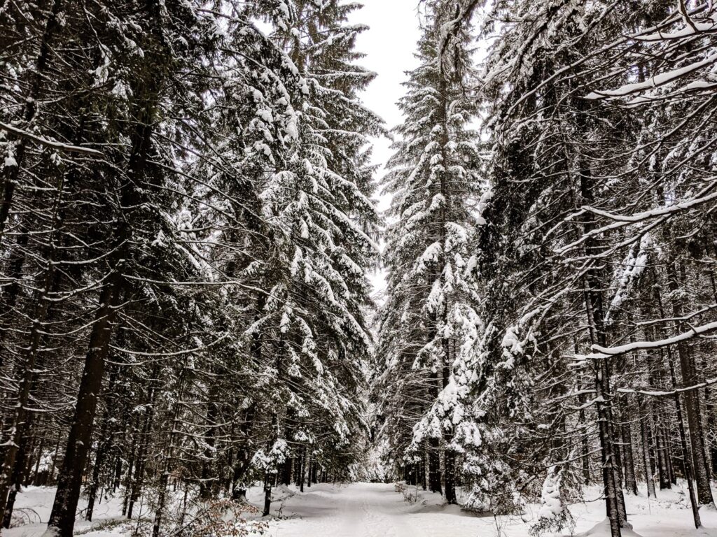 Things To Do In Germany in February WanderInGermany