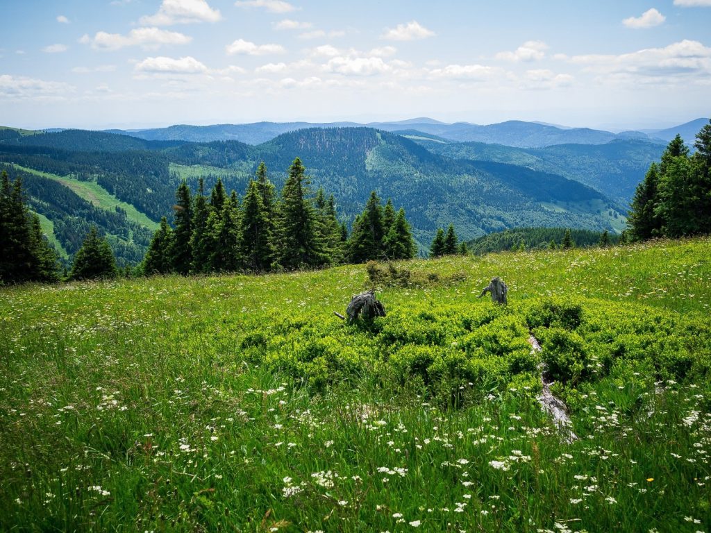freiburg to black forest